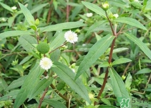 蒲公英的根和葉哪個(gè)好？蒲公英葉和根的功效