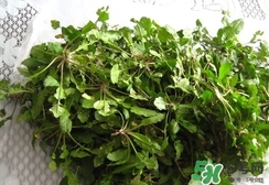 菱角菜的營(yíng)養(yǎng)價(jià)值_菱角菜的功效與作用及食用方法 菱角菜的營(yíng)養(yǎng)價(jià)值_菱角菜的功效與作用及食用方法