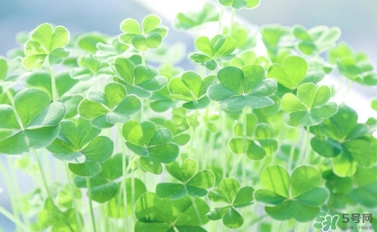 酢漿草怎么讀？酢漿草與三葉草的區(qū)別