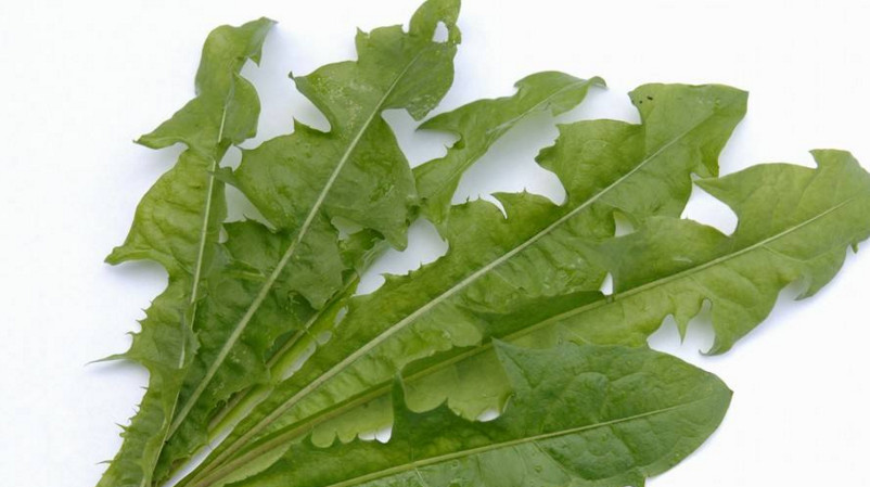 蒲公英葉子怎么吃？蒲公英葉子能吃嗎