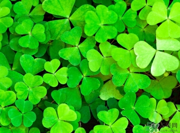 酢漿草怎么讀？酢漿草與三葉草的區(qū)別