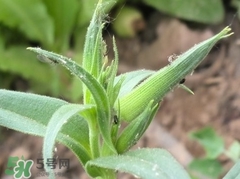 面條菜怎么蒸不黏糊?面條菜怎么蒸好吃? 面條菜怎么蒸不黏糊?面條菜怎么蒸好吃?