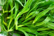 面條菜是發(fā)物嗎?面條菜孕婦可以吃嗎?