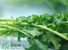 雪里紅的營養(yǎng)價值_雪里紅的功效與作用及食用方法 雪里紅的營養(yǎng)價值_雪里紅的功效與作用及食用方法