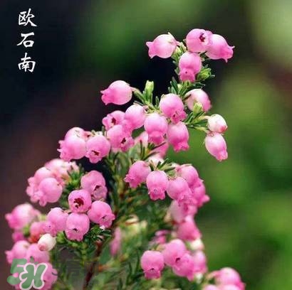 石楠花可以吃嗎?石楠花花語 石楠花可以吃嗎?石楠花花語