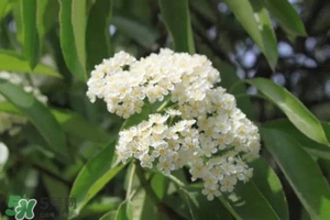 石楠花可以吃嗎?石楠花花語 石楠花可以吃嗎?石楠花花語