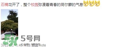 為什么學(xué)校要種石楠花？石楠花的味道為什么這么銷魂？