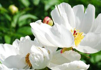 白芍可以美白嗎？白芍怎么美白？