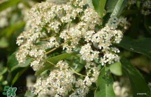 女生說她喜歡石楠花的味道是什么意思？女生對石楠花氣味是什么感覺？