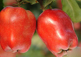 蛇果熱量高嗎？蛇果可以減肥嗎？