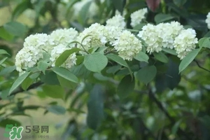 為什么學(xué)校要種石楠花？石楠花的味道為什么這么銷魂？