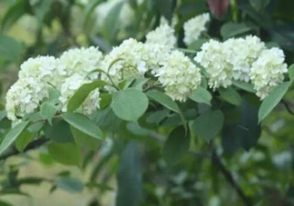 為什么學校要種石楠花？石楠花的味道為什么這么銷魂？