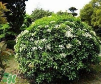 為什么學(xué)校要種石楠花？石楠花的味道為什么這么銷魂？