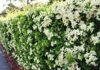 石楠花可以吃嗎？石楠花花語