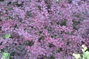 石楠花可以吃嗎?石楠花花語 石楠花可以吃嗎?石楠花花語