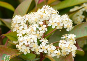 石楠花可以吃嗎?石楠花花語 石楠花可以吃嗎?石楠花花語