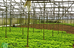 五月份種什么蔬菜？5月份適合種什么蔬菜？