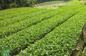 五月份種什么蔬菜？5月份適合種什么蔬菜？