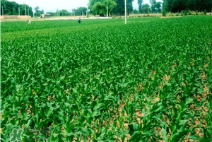 五月份種什么蔬菜？5月份適合種什么蔬菜？