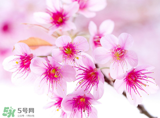 五月份還有櫻花嗎？日本5月份還有櫻花嗎？