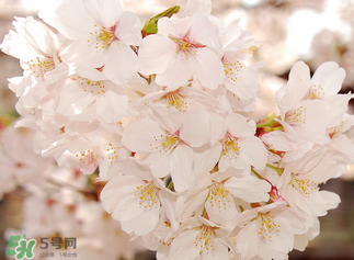 五月份還有櫻花嗎？日本5月份還有櫻花嗎？