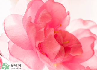 五月份還有櫻花嗎？日本5月份還有櫻花嗎？