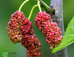 桑葚什么時候結(jié)果？桑葚幾年結(jié)果？