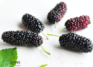 桑葚什么時候結(jié)果？桑葚幾年結(jié)果？