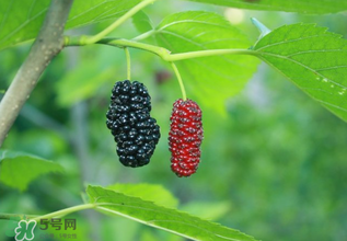 桑葚什么時候結(jié)果？桑葚幾年結(jié)果？