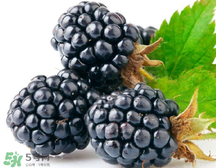 桑葚多少錢一斤？桑葚多少錢一斤2017？