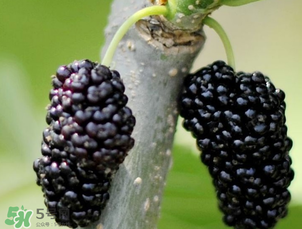 桑葚多少錢一斤？桑葚多少錢一斤2017？