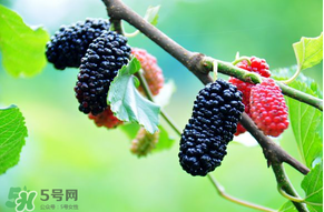 哪些人不能吃桑葚？桑葚什么人不能吃？