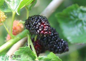 哪些人不能吃桑葚？桑葚什么人不能吃？