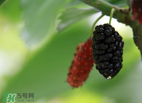 哪些人不能吃桑葚？桑葚什么人不能吃？