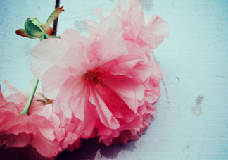 五月份還有櫻花嗎？日本5月份還有櫻花嗎？