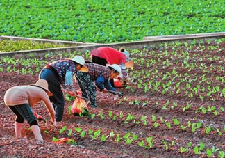 五月份種什么蔬菜？5月份適合種什么蔬菜？