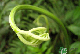 蕨苗能吃嗎？蕨苗可不可以吃？