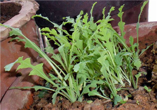 罌粟苗能當菜吃嗎？罌粟苗可以當菜吃嗎？