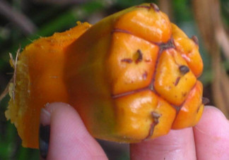 菠蘿哪些人不能吃？菠蘿哪些人不可以吃