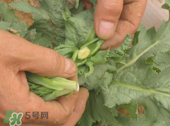 大煙苗能吃嗎？大煙苗能生吃嗎？