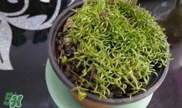 大煙苗能吃嗎？大煙苗能生吃嗎？