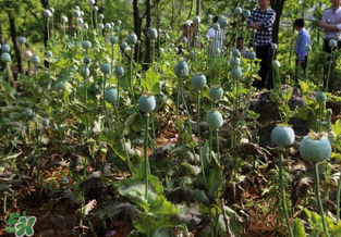大煙苗能吃嗎？大煙苗能生吃嗎？