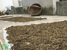 雪里紅怎么做酸菜?雪里蕻如何做酸菜? 雪里紅怎么做酸菜?雪里蕻如何做酸菜?