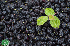 桑葚掉色嗎？桑葚為什么掉色？