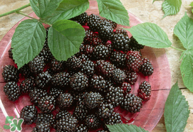 桑葚為什么有酒味？桑葚有酒味可以吃嗎？