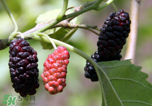 桑葚酸嗎？桑葚為什么酸？