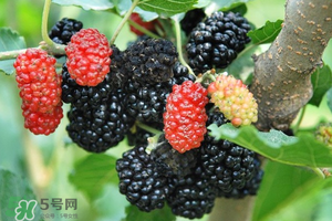 桑葚酸嗎？桑葚為什么酸？