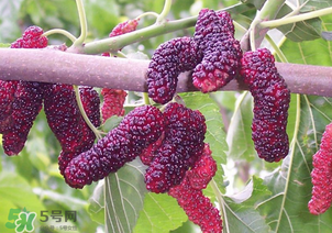 桑葚酸嗎？桑葚為什么酸？