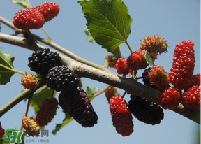 桑葚發(fā)霉了還能吃嗎？桑葚發(fā)霉了還能泡酒嗎？