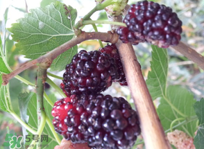 桑葚發(fā)霉了還能吃嗎？桑葚發(fā)霉了還能泡酒嗎？